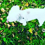 Kristen Rene Simpson - @kdog8838 - Instagram