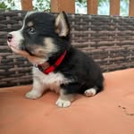 Kristin Vickers - @corgi_talesandtails - Instagram