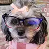 Kristine Abrams - @olivejuice_jade_cockapoo - TikTok