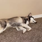 kristi call - @my3sillydogs - Instagram