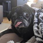 Kristi Cherry (not a stripper) - @2pugs1chihuahua - Instagram