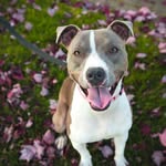 Kristi Devine - @pitbulllovingco - Instagram