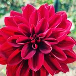 kristy lou gamble - @kristysgardeningjourney - Instagram