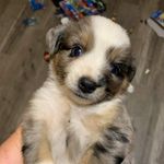 Kristi Hyde - @diamondhfarm - Instagram