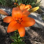 Kristi Laughlin - @kristimlaughlin - Instagram
