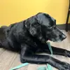 Kristin 'Seal' Laugh - @kristin.laughlin - TikTok