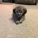 FeFe Baby 🐶❤️ - @kristi.masterson - Instagram