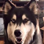 Kristy Matlock - @blue_boi_blue - Instagram