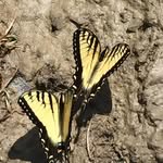 Kristi Muller Kirkpatrick - @krissam29 - Instagram