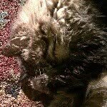 Kristi Petersen - @mtnmeow - Instagram