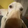 kristin - @kristinnsimpson - TikTok