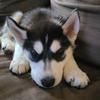 Kristi Strout - @huskey.momma - TikTok