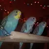 kristy welsh - @kristy.welsh - TikTok
