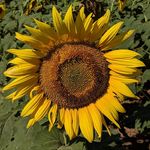 Kristin Baum - @hokiegirl2001 - Instagram