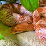 Kristin Rieger - @kristin_cornsnake - Instagram