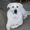 Kristen Eldridge - @mister.huckleberry2005 - TikTok