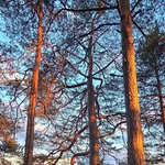 Kristin Garrison - @kg.forester - Instagram