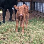 Kristin Ritchie - @5mmranchllc - Instagram