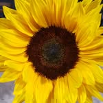 Kristin Samuelson - @kds5567 - Instagram
