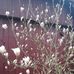 Kristina Bui - Facebook