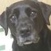 Out In All Weather Dog Walking - Kristina Read - Facebook