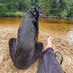 Kristine Boyd - @k9trayner - Instagram