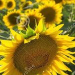 Kristine Hoffman - @bansheekris - Instagram