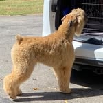 Christine Proctor - @slrkennels - Instagram