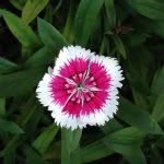 Kristine Proctor - @floridaflipflopfun - Instagram