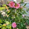Christopher Frederick - @christopher.frede34 - TikTok