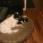 Christopher Hicks - @ridleypups - Instagram