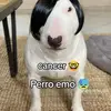 Kristopher Sanchez - @kristopher.sanche6 - TikTok