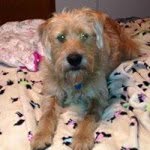 Christy Bateman - @dogfanmaltese - Instagram