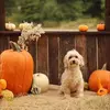 Kristy Godwin Hopper - @kristygodwinhopper - TikTok