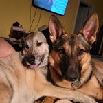 Kristi Perdue Dougan - @kris_n_apollo - Instagram