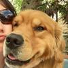 executivepaws - @krissyquigley - TikTok