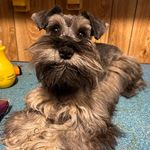 Kristy Bridgeman Sipe - @schnauzerhappy1 - Instagram
