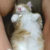 furbaby - @kristythomson856 - TikTok