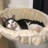 kristythomson - @jax_the.cat - TikTok
