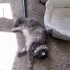 Kristine Webber915 - @kittymama1986 - TikTok