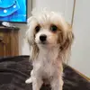 Kristyn White369 - @kristynwhite369 - TikTok