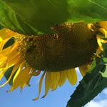 Crystal Batson - @batsonvegetablegarden - Instagram