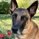 Krystal Bean - @k9_remi_training - Instagram