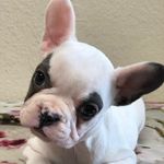 CrosbyPetsAndSupplies - @krystalbenoit1982 - Instagram
