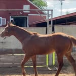 Crystal Boles - @bolesquarterhorses - Instagram