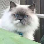 Crystal Conway-Gottwald - @princess_kiyomi1 - Instagram