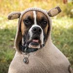 Krystal Davidson - @frank_the_tank_davidson - Instagram