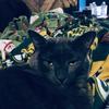 krystal_hermandena_e - @krystal_hermanden - TikTok