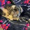 Crystal Holley-Pavur - @crystal.holleypav - TikTok