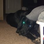 Krystal Holley - @mavrick_the_dog_ - Instagram